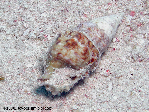 Cerithium egenum